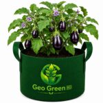 Eggplant Grow